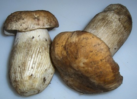 I funghi porcini che Cesarino Morellato, allora presidente di Popularity, mi don&ograve; qualche tempo fa.